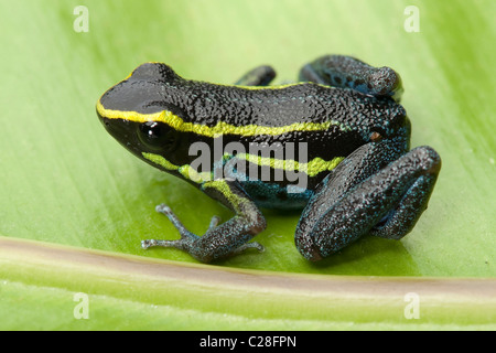 Blu cielo veleno (Rana Hyloxalus azureiventris) su una foglia. Foto Stock