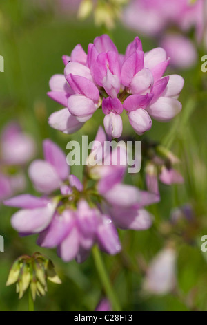 Corona posteriore veccia (Coronilla varia, Securigera varia), fioritura. Foto Stock