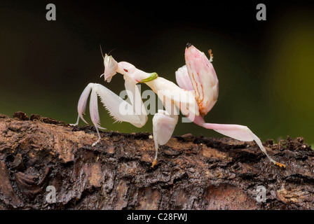 Orchid Mantis (Hymenopus coronatus) sulla corteccia. Foto Stock