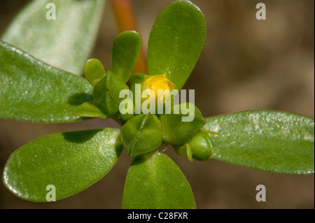 Purslane comune (Portulaca oleracea), fioritura. Foto Stock