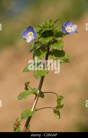 Ivy-Leaved Speedwell (Veronica hederifolia ssp. triloba), levetta di fioritura. Foto Stock