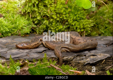 Java verruca Snake, Proboscide Snake (Acrochordus javanicus) su una roccia. Foto Stock