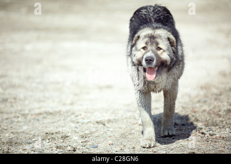Medio Asian sheepdog passeggiate all'aperto. Luce naturale e colori Foto Stock
