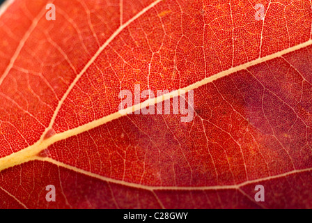 Autumn Leaf, leaf vene, Orange foglia Foto Stock