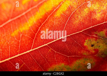 Autumn Leaf, leaf vene, Orange foglia Foto Stock