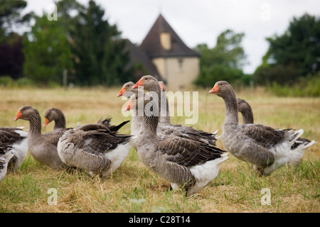 Stormo di oche grigie utilizzato per la produzione di foie gras vicino a Sarlat, regione Périgord e Dordogna, Francia Foto Stock