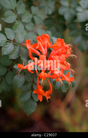 Cape caprifoglio, Tecomaria capensis, Bignoniaceae, Sud Africa Foto Stock