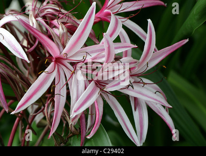 Il Ragno Gigante Giglio o di palude, il Giglio Crinum amabile, Amaryllidaceae, Sumatra, sud-est asiatico. Foto Stock