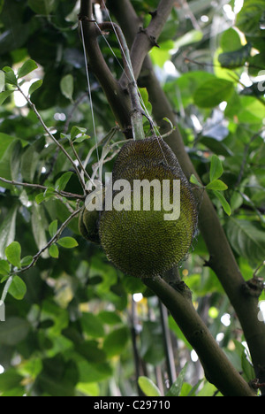 Jackfruit, Artocarpus heterophyllus, Moraceae, India e della Malaysia. Foto Stock