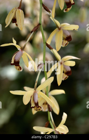 Collana Orchidea, Coelogyne tomentosa (Syn. Coelogyne massangeana), Orchidaceae. Penisola Malese di Assam. Foto Stock