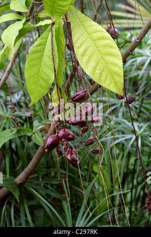 Polvere puff-Tree, Fish-Killer Tree, Barringtonia racemosa, Lecythidaceae. Africa sud-orientale in Asia. Foto Stock