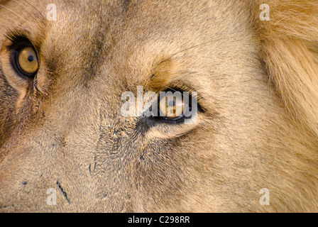 Lion (Panthera leo) - singolo adulto maschio di leone, agli occhi in close-up - aprile, l'Okonjima, Damaraland, Namibia, Sud Africa Foto Stock