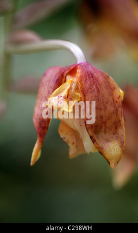 Shuttleworth's Stanhopea Orchidea, Stanhopea shuttleworthii, Orchidaceae, Tolima, Columbia, Sud America. Foto Stock