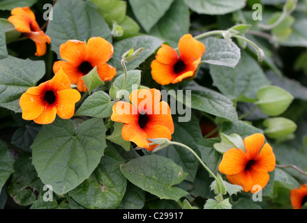 Black-eyed Susan Vine o Clock Vine Thunbergia alata, Acanthaceae. Tropical Africa Orientale. Foto Stock