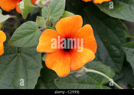 Black-eyed Susan Vine o Clock Vine Thunbergia alata, Acanthaceae. Tropical Africa Orientale. Foto Stock