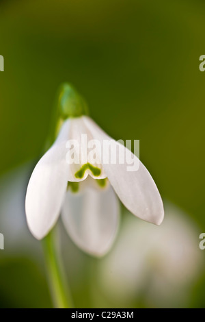 Common snowdrop Galanthus nivalis tardo inverno primavera precoce di bulbi di fiori bianchi febbraio pianta di giardino Foto Stock