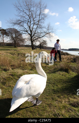 Station wagon di Tatton Park, Inghilterra. Nonna con una ragazza giovane e carina in un colore rosso brillante rivestire camminare al fianco di Tatton semplice. Foto Stock