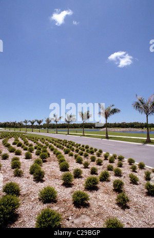 Palme e giardini linea una strada in Naples, Florida, Stati Uniti d'America Foto Stock