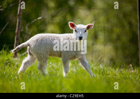 Un agnello in un pascolo verde guardando la telecamera Foto Stock