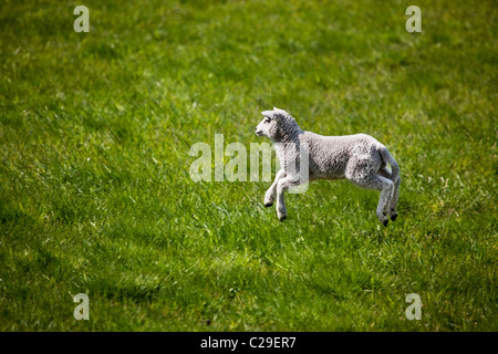 Un giovane agnello correre e saltare in un campo verde. Foto Stock