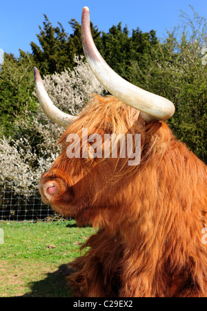 Highland Kyloe bovini da carne. Un scozzese di razza largamente esportati verso gli Stati Uniti e Australia. Foto Stock