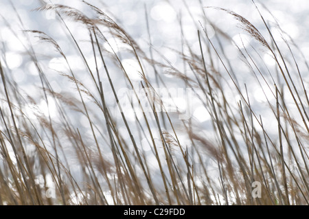 Reeds spostando in vento Foto Stock