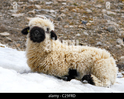 Lungo pelo piccolo agnello Blacknose giace sulla neve patch Foto Stock