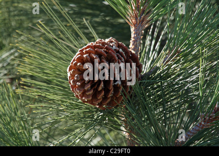 Jeffrey pine (Pinus jeffreyi) - cono. In California, Stati Uniti d'America Foto Stock