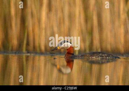 Rosso Colli di svasso (Podiceps grisegena) nuoto Foto Stock