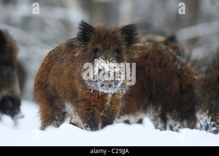 Giovani il cinghiale (Sus scrofa). Europa Foto Stock