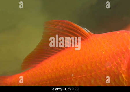 Goldfish Carassius auratus. Mostra pinna dorsale e la linea laterale che corre lungo la lunghezza del fianco del corpo. Estremità di testa a destra. Foto Stock