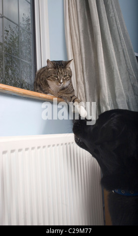 Gatto sul davanzale sibili a dog Foto Stock