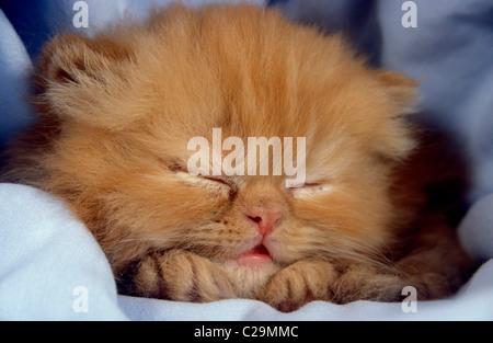 Lo zenzero persiano gattino addormentato Foto Stock