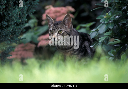 Tabby cat stalking preda Foto Stock