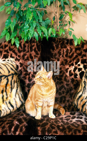 Lo zenzero cat seduto su una pelle di leopardo divano Foto Stock