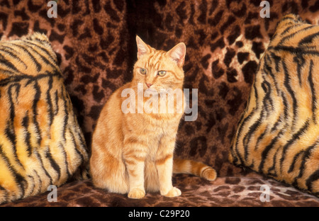 gatto dello zenzero seduto su un divano in pelle di leopardo tra i cuscini a tema tigre Foto Stock