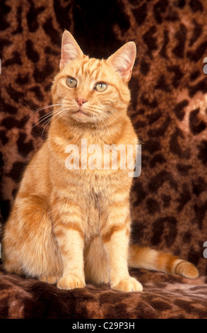 Lo zenzero cat seduto su una pelle di leopardo divano Foto Stock