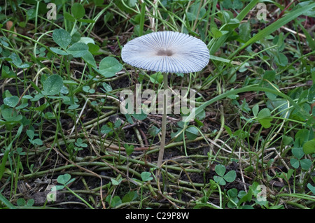 Inchiostro pieghettato-cap (Parasola plicatilis) Foto Stock