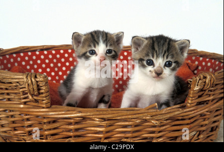 2 simpatici gattini nel cesto Foto Stock