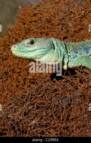 Unione Eyed o Ocellated Lizard Timon (Lacerta) lepidus. Più grande e più pesante lucertola europea. Foto Stock