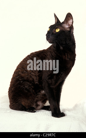 Nero Devon Rex cat Foto Stock