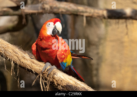 Scarlet Macaw (Ara macao). Voliera bird. Nativo di parti di tropical America Centrale e America del Sud. In via di estinzione. Foto Stock