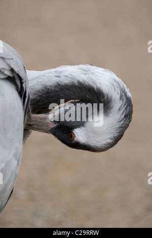 Comune, o gru eurasiatica (grus grus). La piuma e piumaggio cura e manutenzione. Preening. Foto Stock