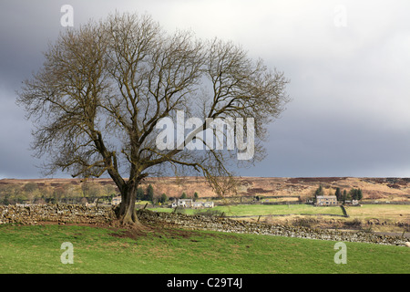 Agriturismi remoto incorniciato da albero vicino a Stanhope, Weardale North East England, Regno Unito Foto Stock