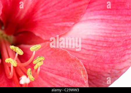 Royal red hippeastrum, primo piano Foto Stock
