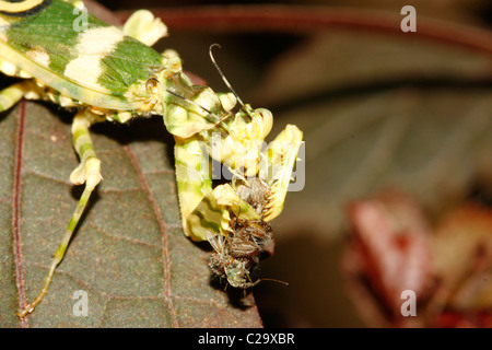 Una mantide religiosa (Fiore spinoso Mantis, Pseudocreobotra wahlbergii) mangiando un ragno Foto Stock