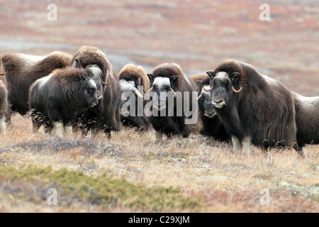 Musk ox mandria Norvegia Dovre Foto Stock