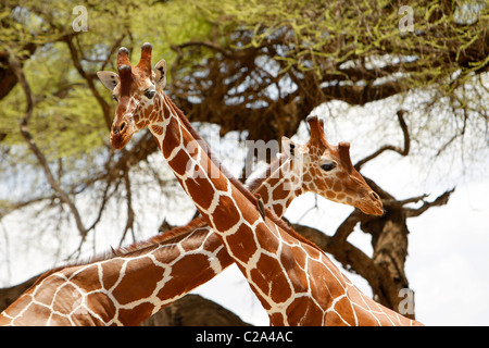 Due Giraffe reticolate in piedi insieme nel Samburu riserva nazionale, Kenya Foto Stock