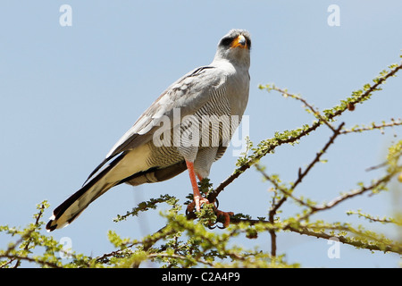 Un orientale (Pale) Salmodiare Astore appollaiato su un albero nel Samburu riserva nazionale, Kenya Foto Stock