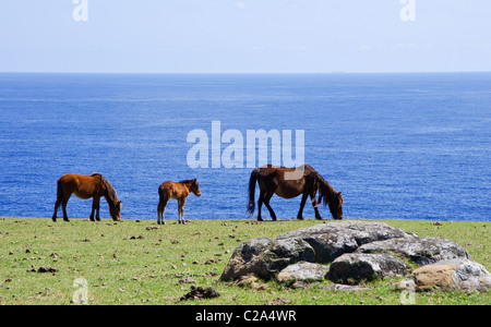 Wild Yonaguni cavalli sul capo Agarizaki, isola di Yonaguni, Isole Yaeyama, Okinawa, in Giappone Foto Stock